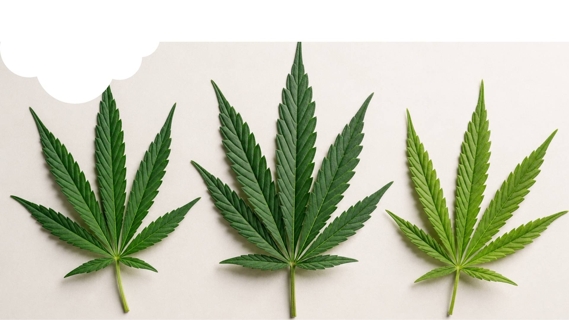 Sativa vs Indica vs Hybrid: Effects and What the Labels Actually Mean
